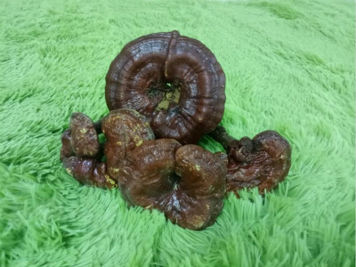 中药展室简介 第 2 张